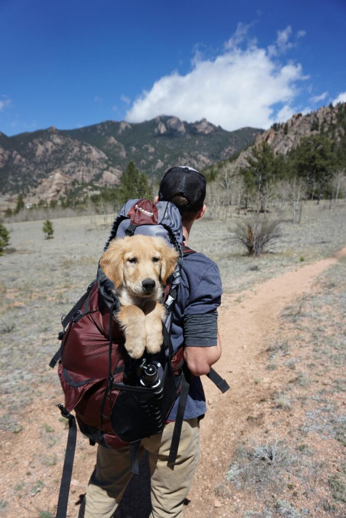 dog in camping backpack 